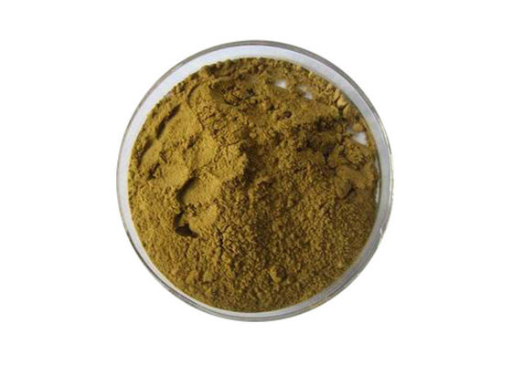 24% ফ্ল্যাভোনস 6% ল্যাকটোনগুলি খাঁটি প্রাকৃতিক জিঙ্কগো বিলোবা এক্সট্র্যাক্ট পাউডার সরবরাহকারী