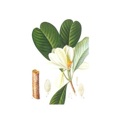 98% হনোকিওল খাঁটি ম্যাগনোলিয়া বার্ক এক্সট্র্যাক্ট সরবরাহকারী