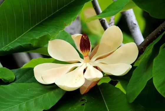 এইচপিএলসি ম্যাগনোলল / হনোকিওল ম্যাগনোলিয়া অফিসিনালিস বার্ক এক্সট্র্যাক্ট সরবরাহকারী